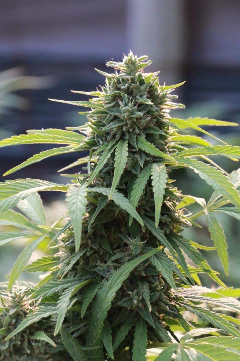 Kompolti EU Certified Feminized