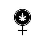 Feminised Seeds