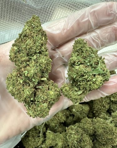 Blueberry DIesel CBD